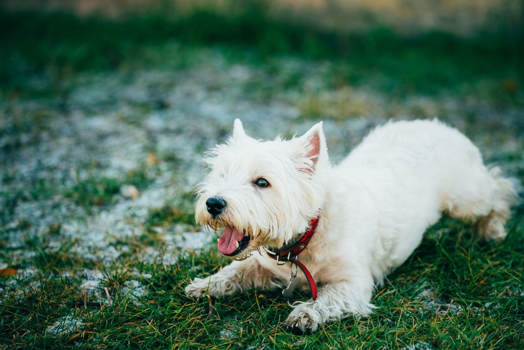 Happy West Highland White Terrier - Westie, Westy Dog Portrait