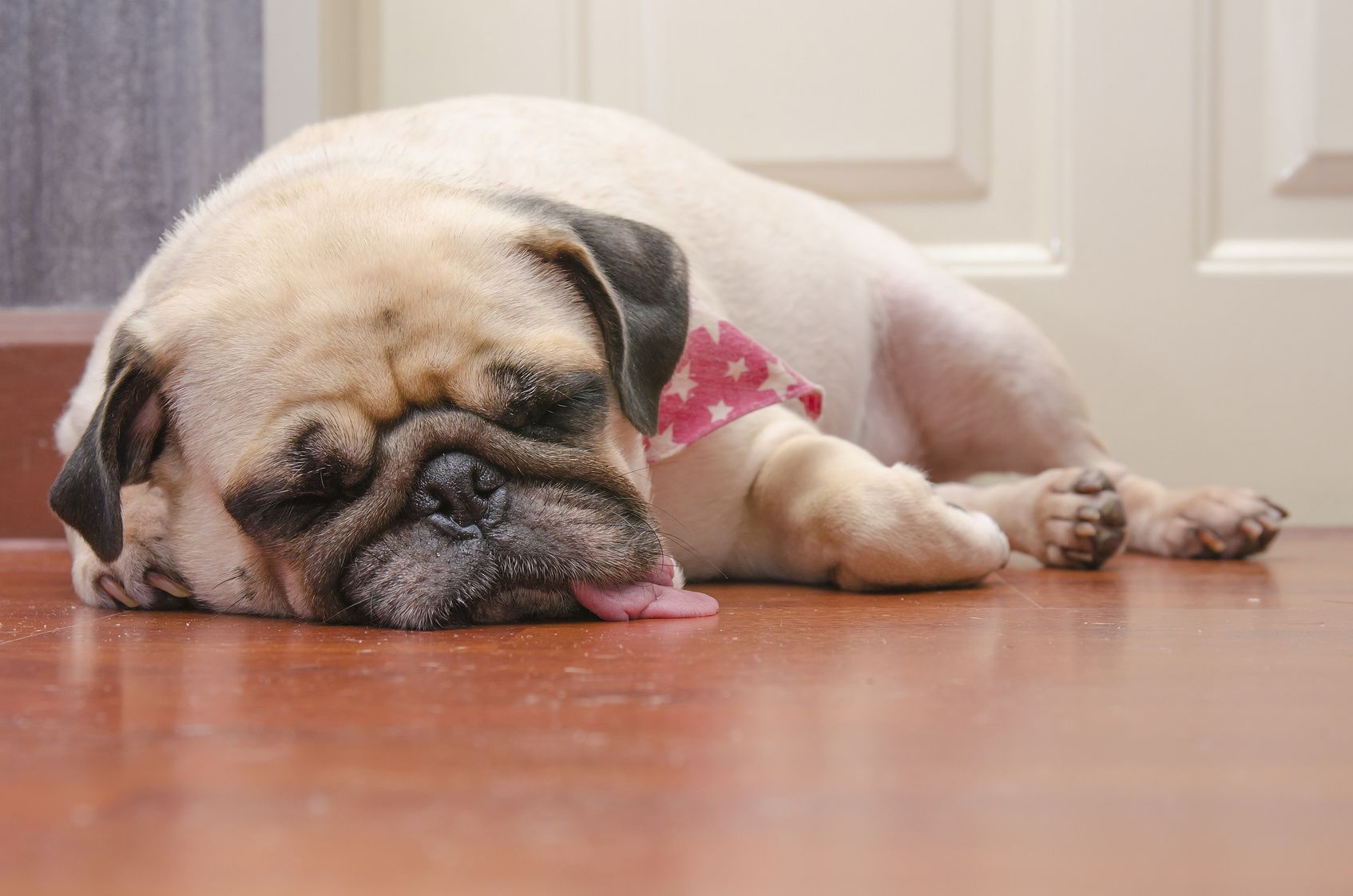 Close-up face of Cute pug puppy fat dog sleeping by chin and tongue lay down on laminate floor