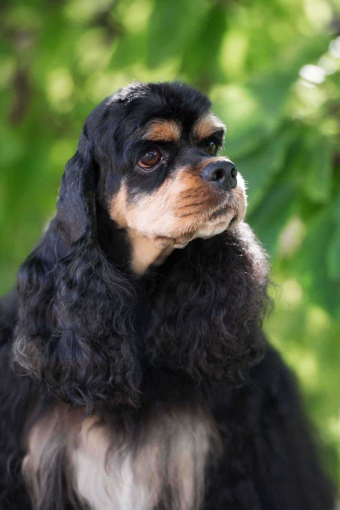 懐っこい性格が魅力 アメリカン コッカー スパニエルの飼い方のポイント 愛犬との旅行ならイヌトミィ