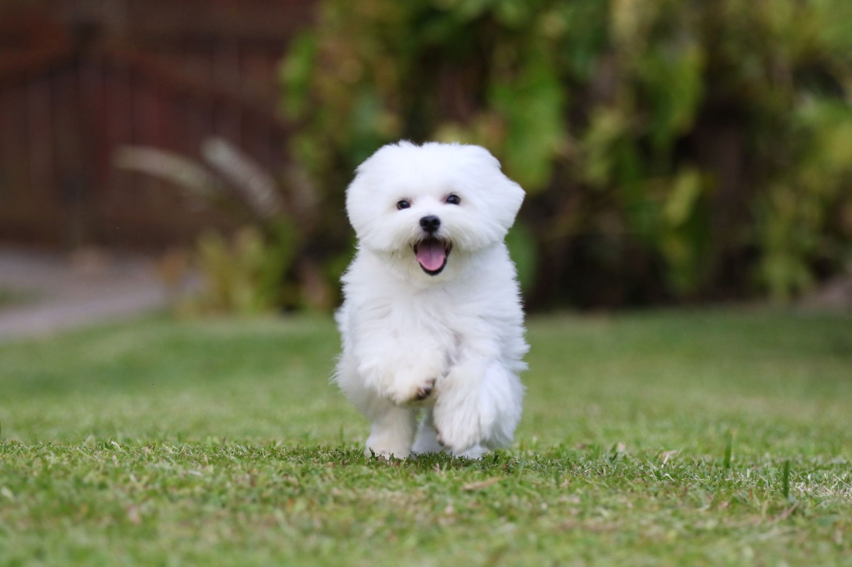 陽気で明るい！マルチーズの性格や飼い方を知ろう！