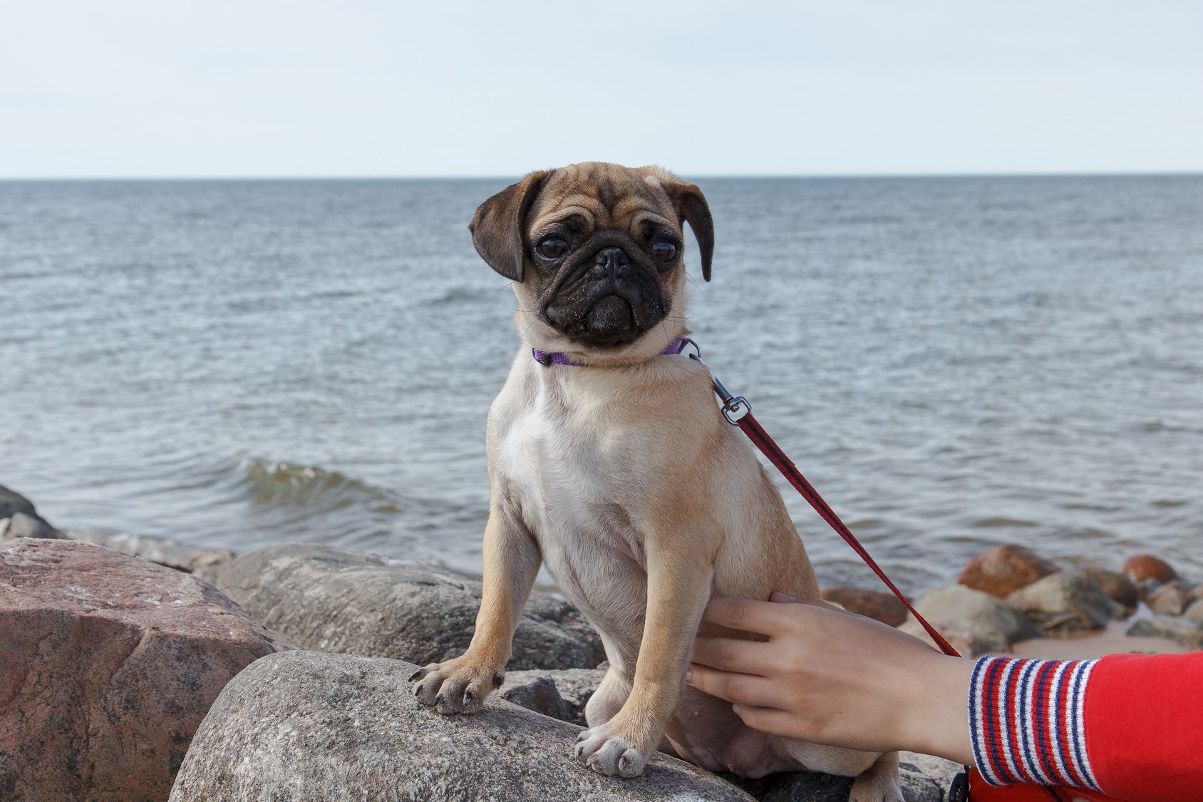 A pug sitting on a rock by the sea