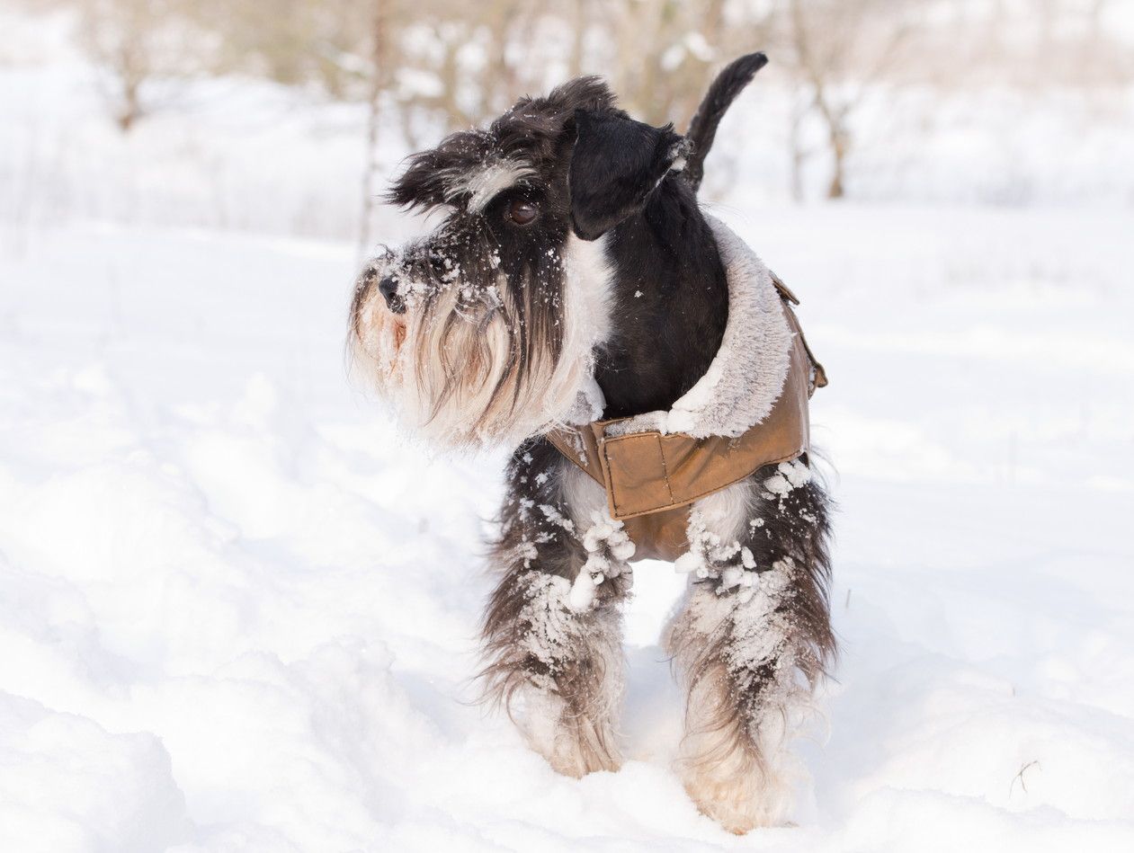 Miniature schnauzer in winter jacket walking on snow