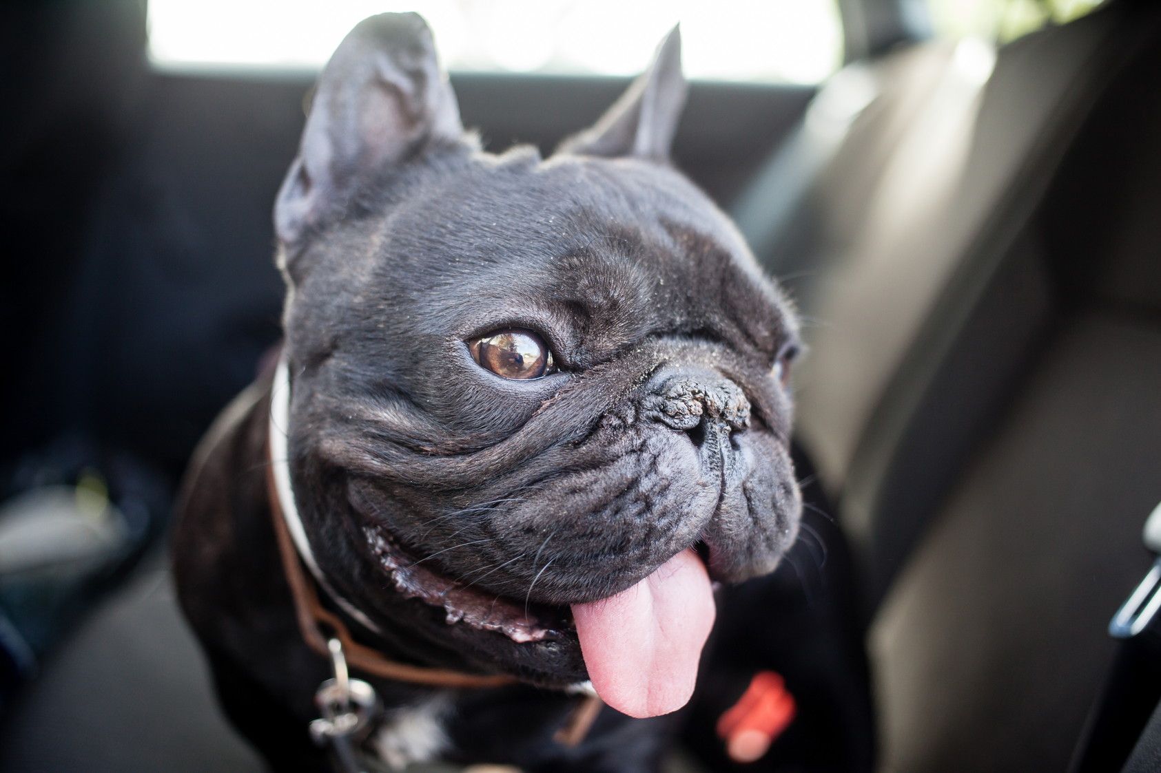 black french bulldog in car