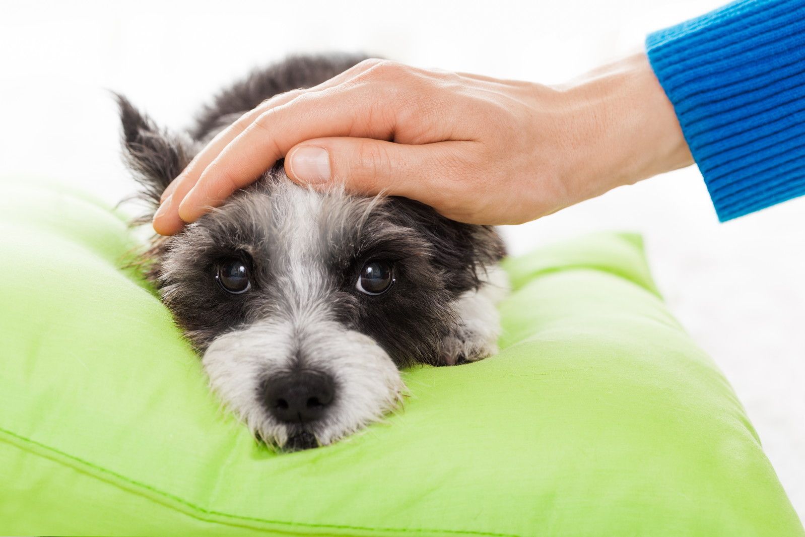 owner petting his dog, while he is sleeping or resting , feeling sick and ill with temperature and fever, eyes closed