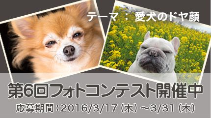 愛犬の写真を投稿してプレゼントをゲットしちゃおう！