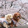 お花を見ながらのんびり散策♪東京近郊のお花見スポット