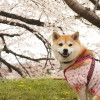 桜を見ながら愛犬とお散歩できる【関東】お花見名所5選