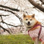 桜を見ながら愛犬とお散歩できる【関東】お花見名所5選