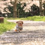 ドッグランもあり！愛犬も楽しめる東京のお花見スポット5選