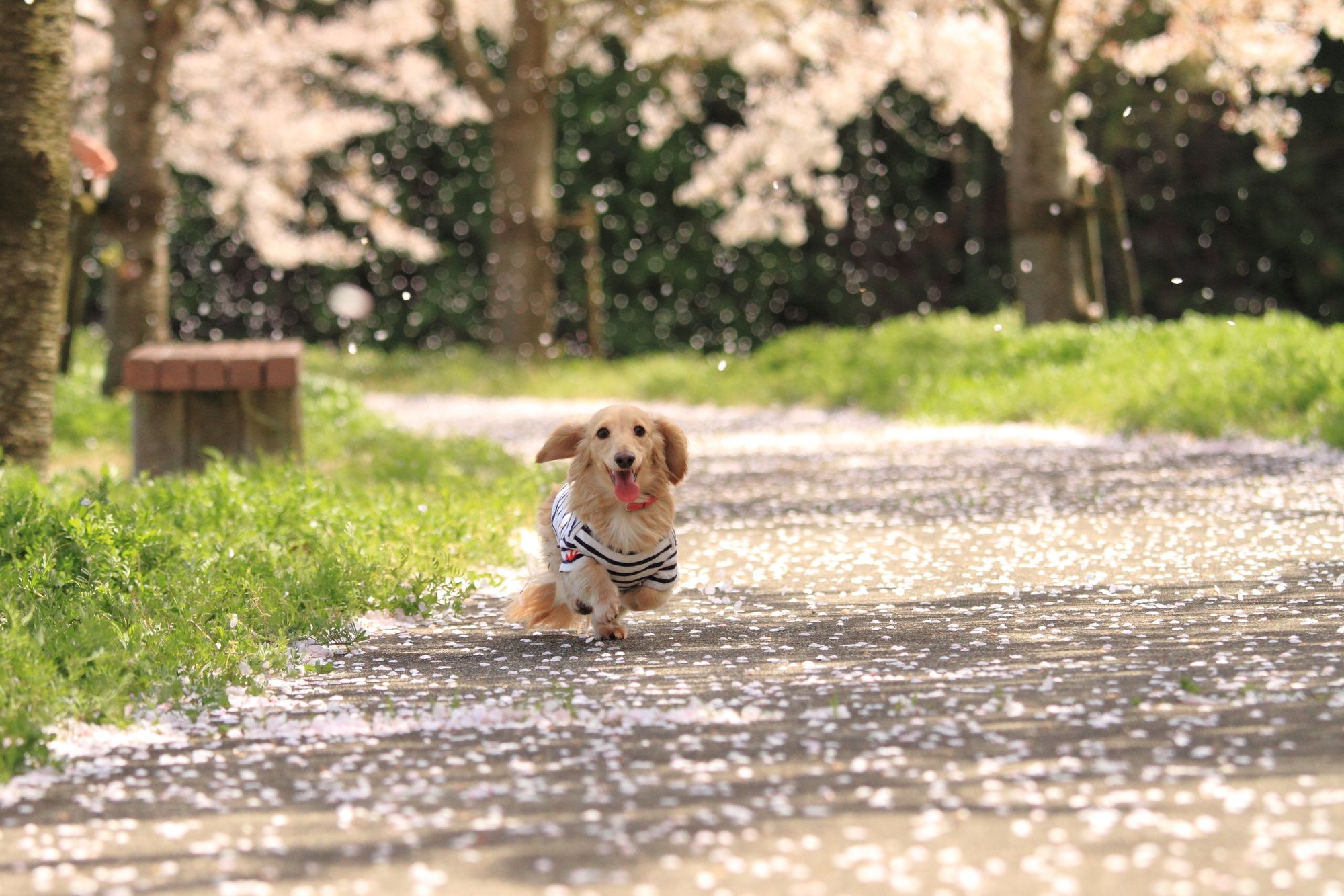 ドッグランもあり 愛犬も楽しめる東京のお花見スポット5選 愛犬との旅行ならイヌトミィ