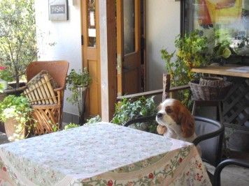 愛犬と一緒に温泉旅行へ！箱根・湯河原エリアで愛犬と過ごせるドッグカフェ4選