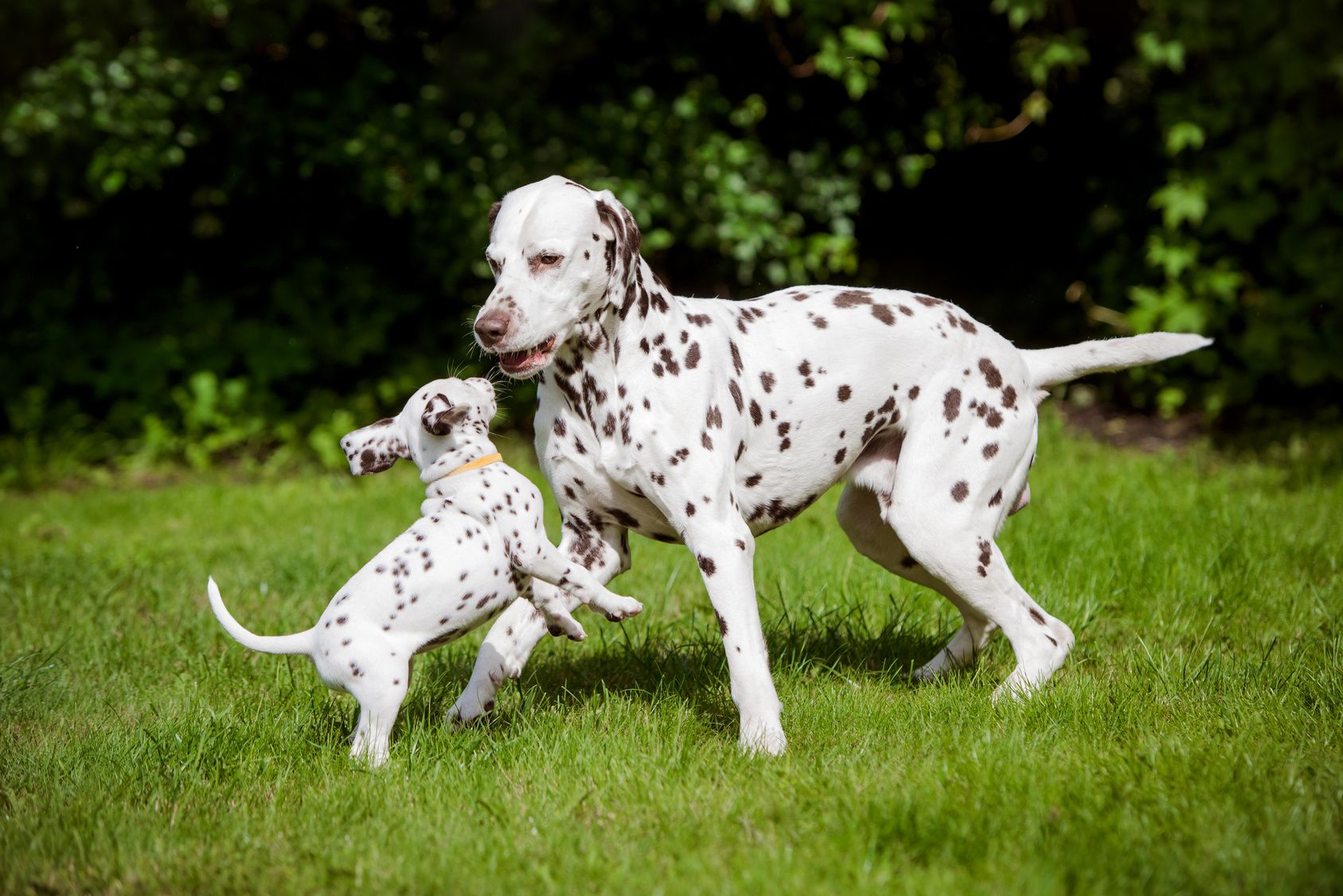 dalmatian dog playing with puppies