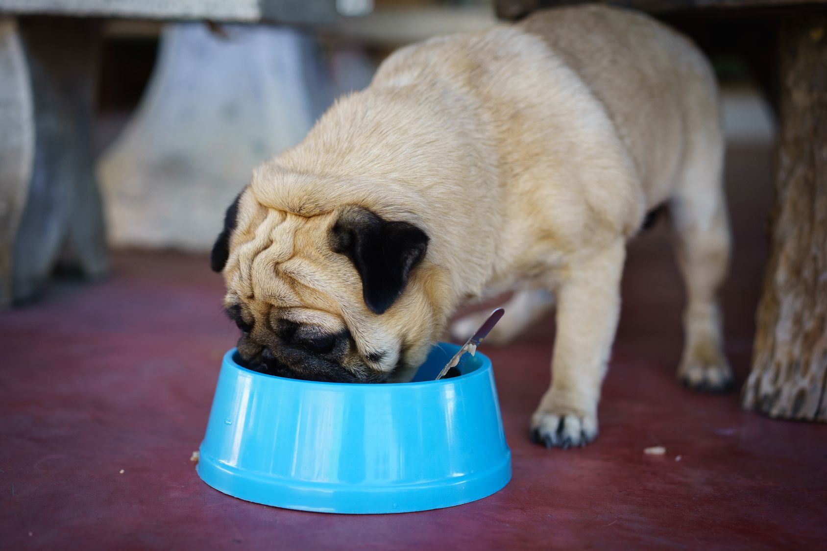 Pug with food.