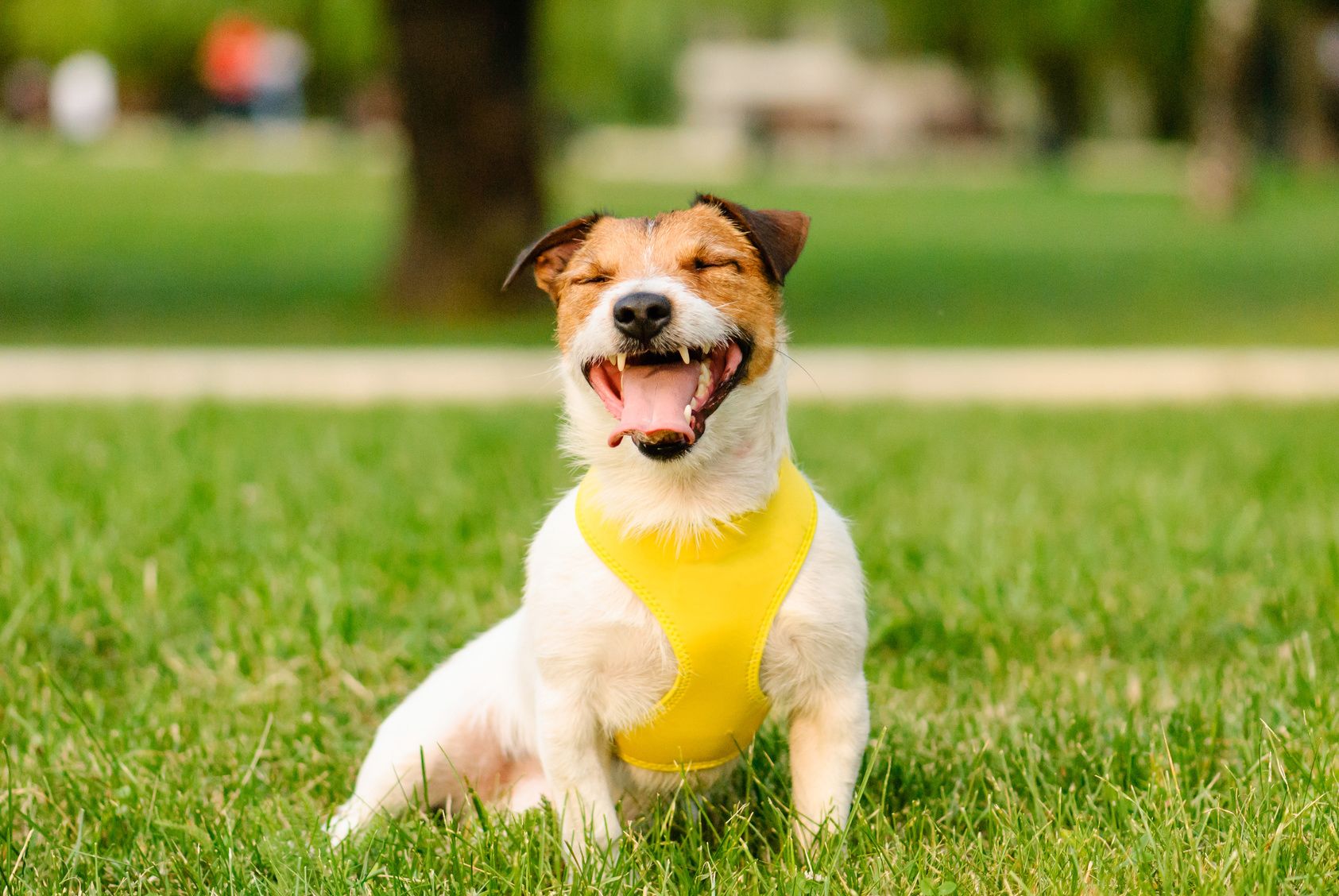 ゴールデンウィーク間近！愛犬とのお出かけに便利♪ドッグランがあるサービスエリア特集～関東編～