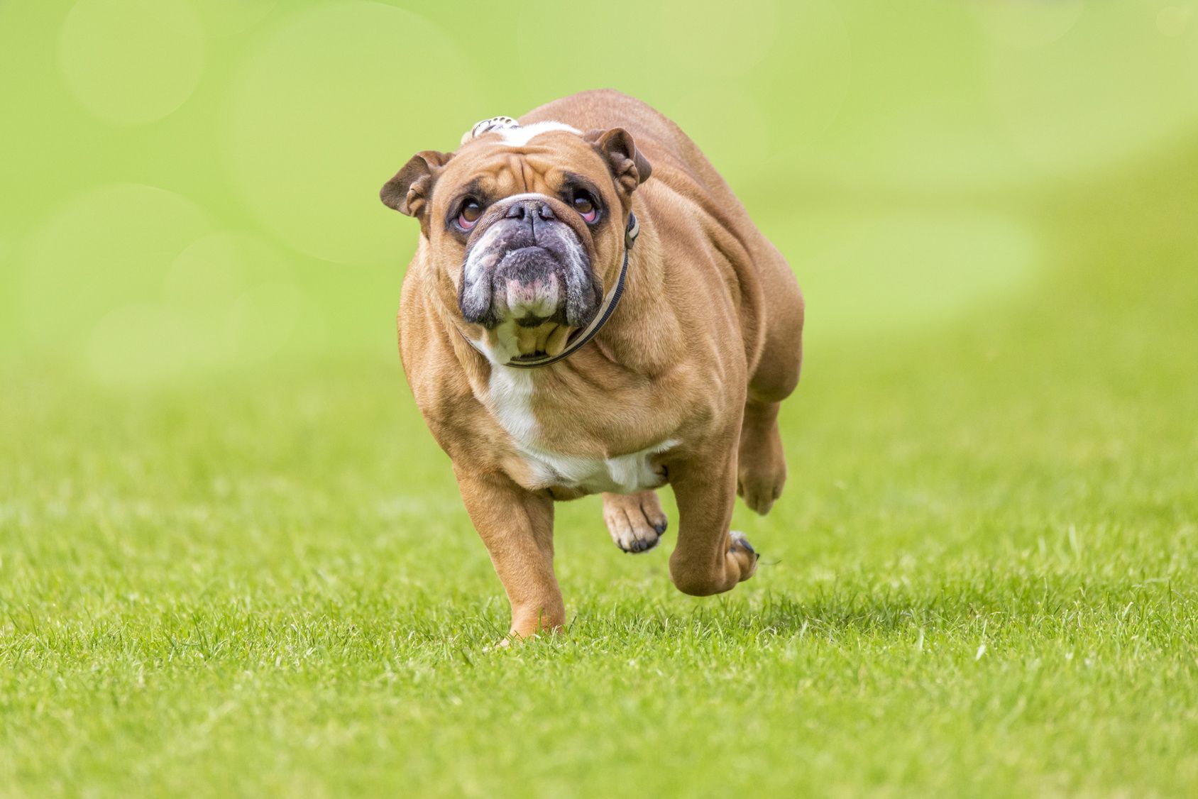 Grumpy looking overweight bulldog runs over the green