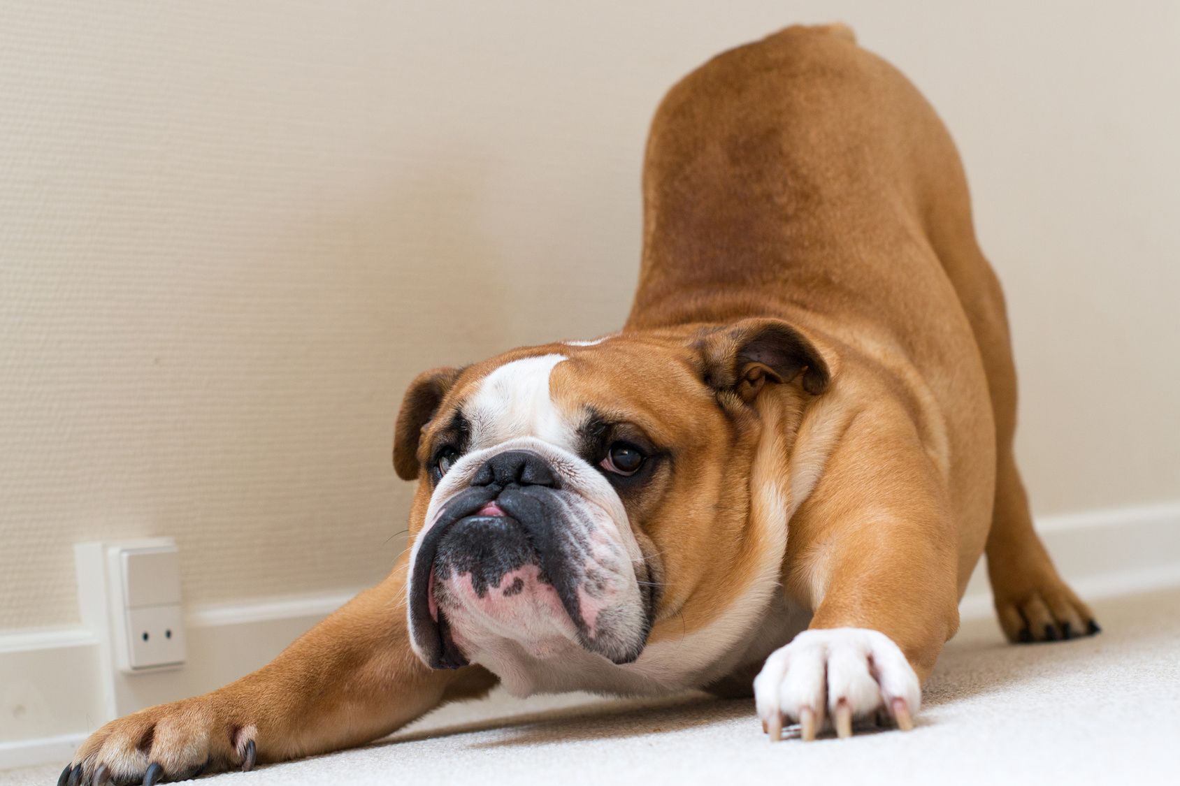 Serious calm English bulldog stretching