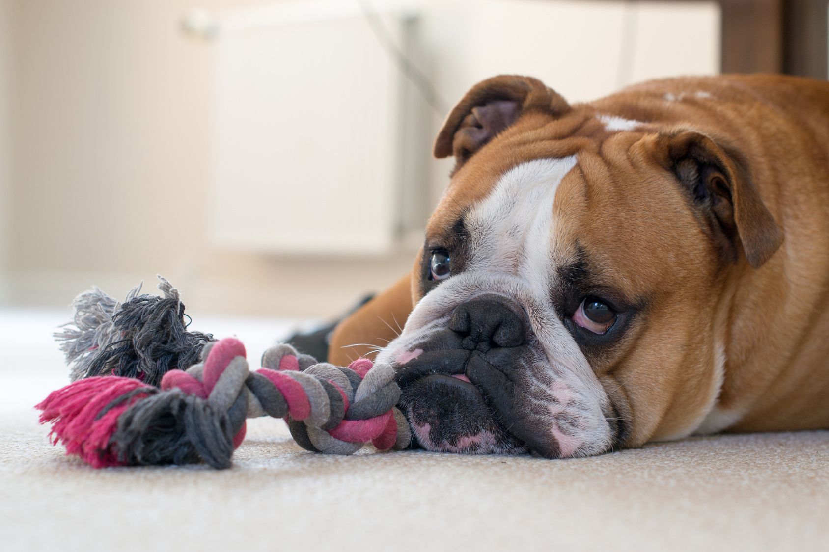 English bulldog with toy