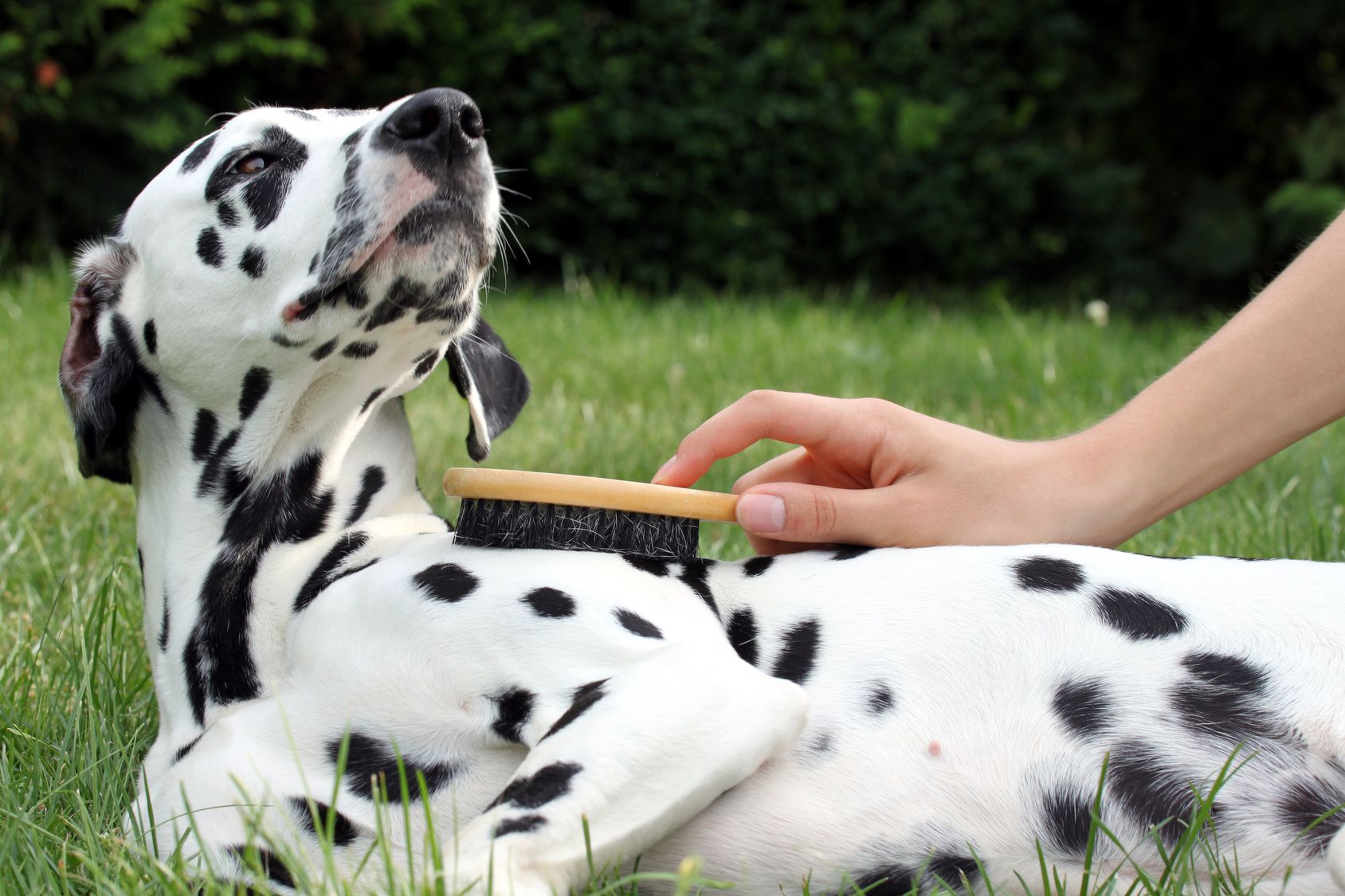 Hund geniet die Fellpflege mit Brste drauen