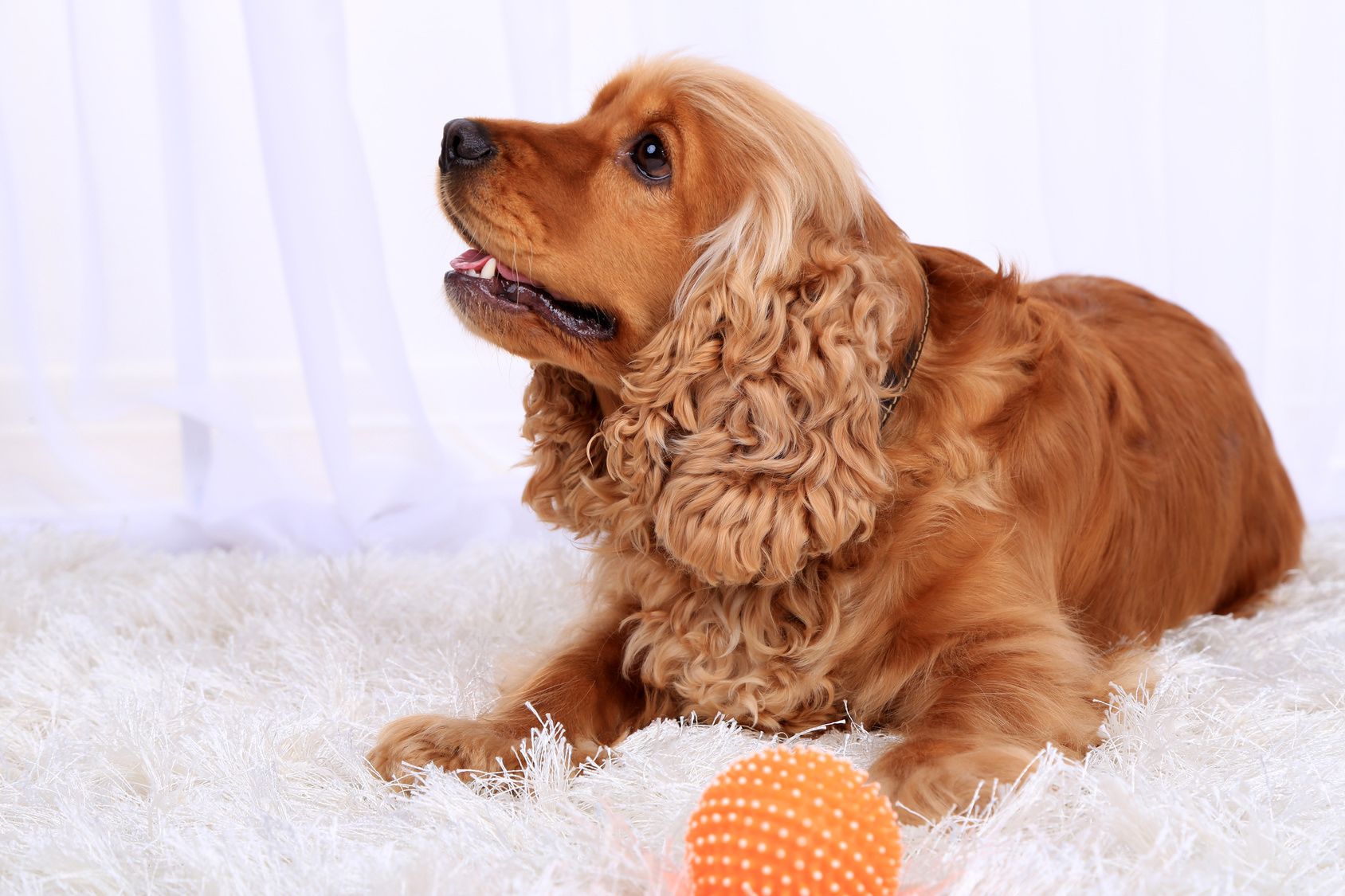 English cocker spaniel on carpet in room