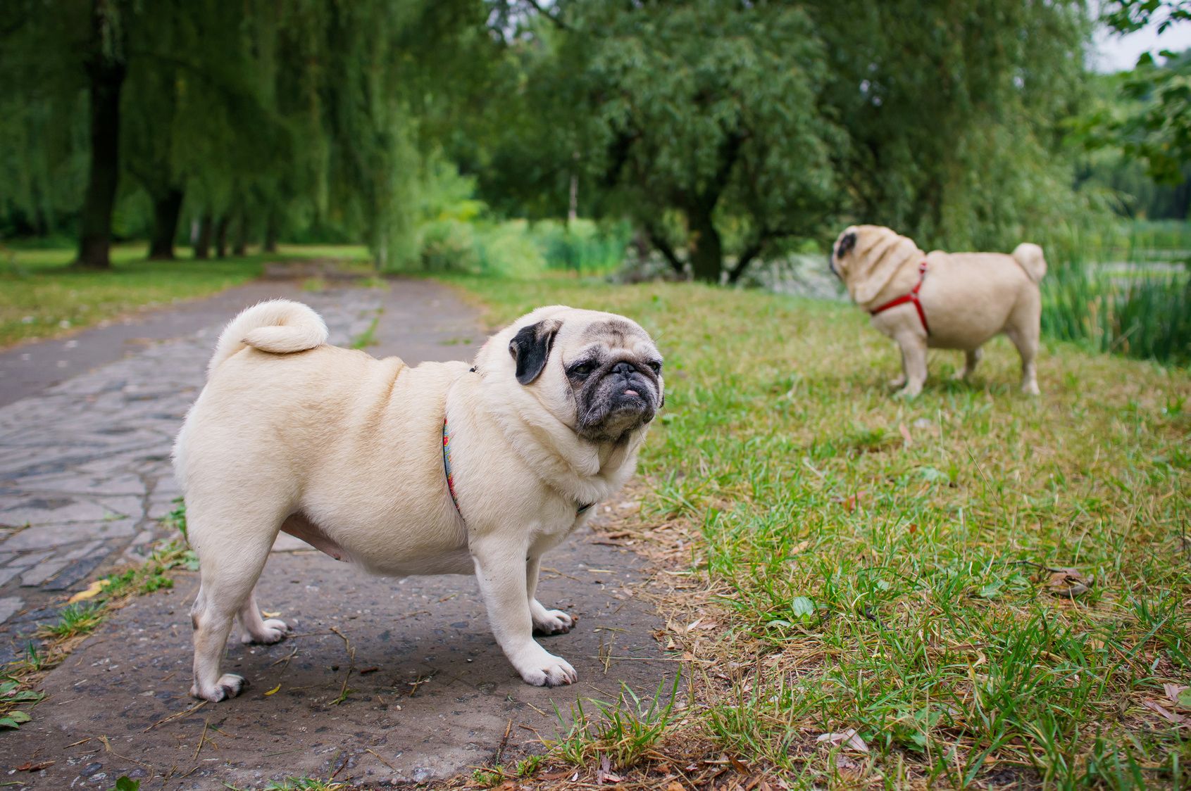 Two little pugs walking outdoors. Selective focus (on a pug with another pug out of focus in background).