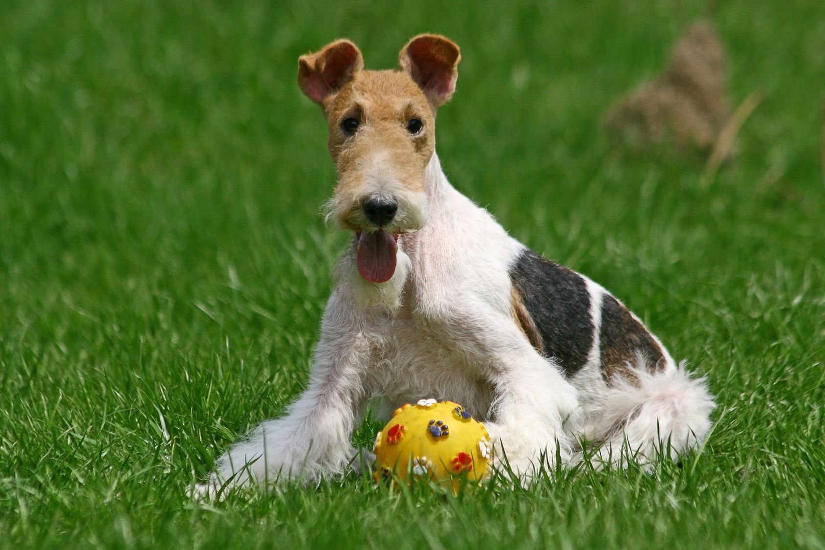 The Wire Fox Terrier is a breed of dog, one of many terrier breeds. It is an instantly recognizable fox terrier breed. Although it bears a resemblance to the Smooth Fox Terrier, they are believed to have been developed separately.