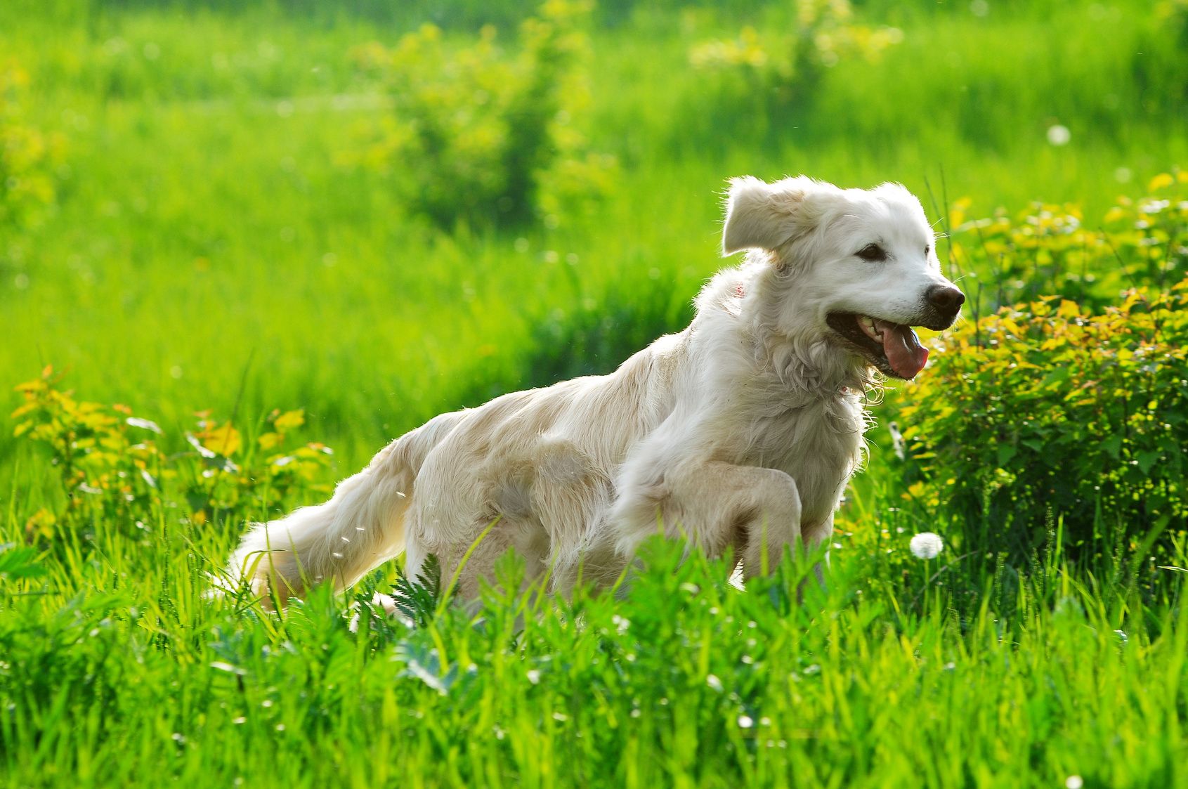 golden retriever running