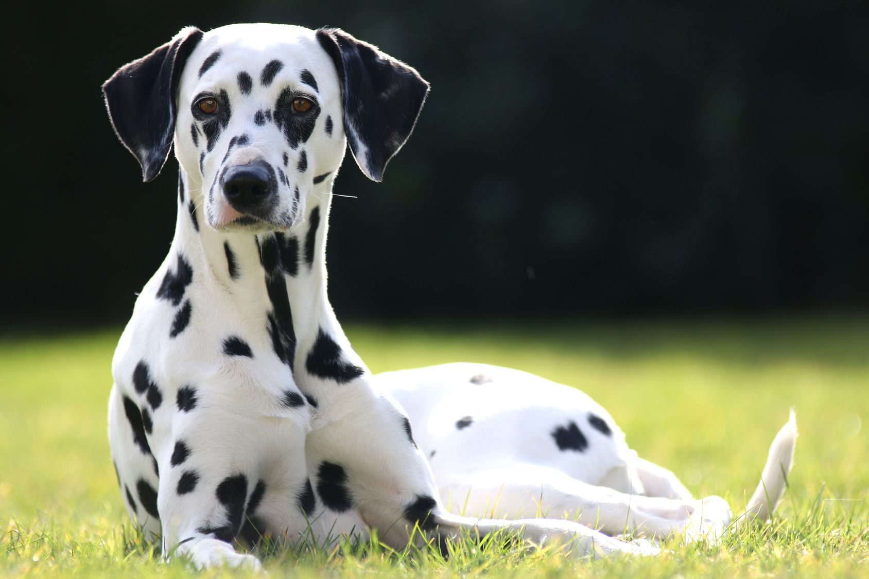 褒めて伸びる ダルメシアンの性格や特徴 飼い方のポイントとは 愛犬との旅行ならイヌトミィ