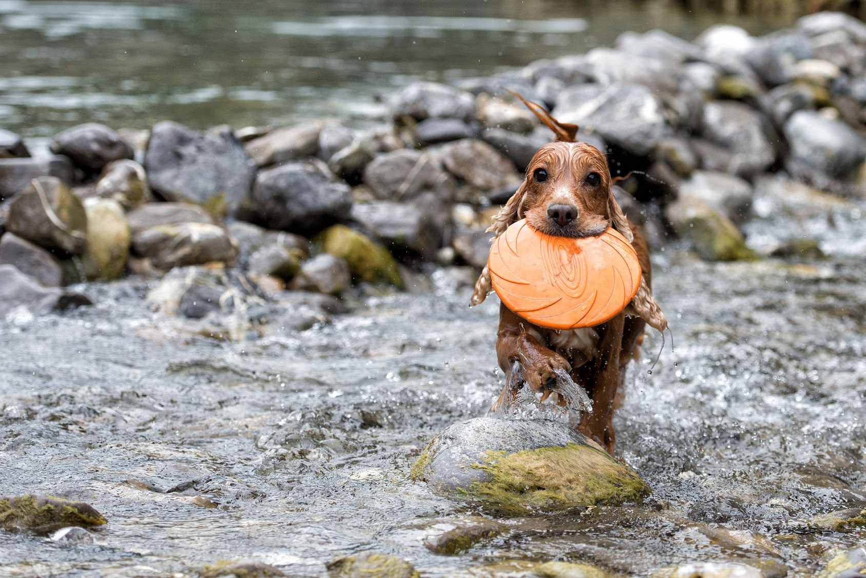 Happy english cocker spaniel while playing in the river