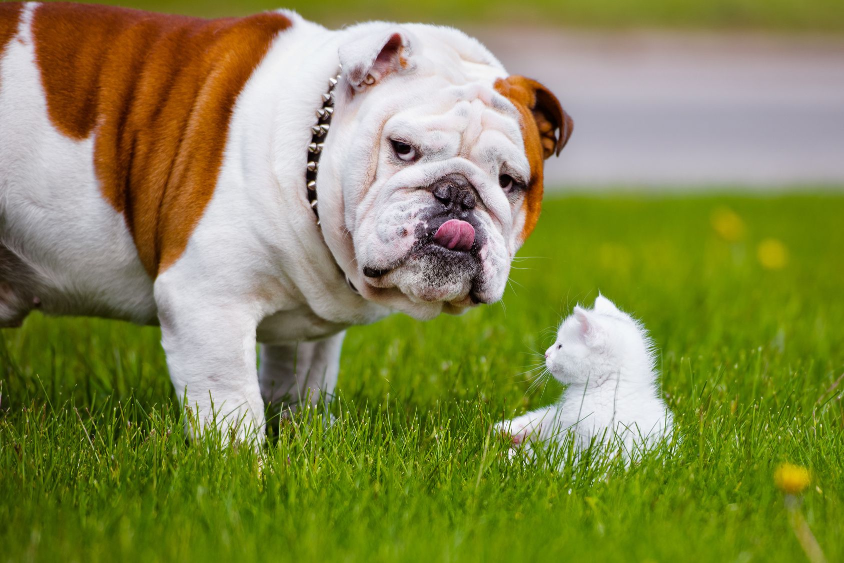 english bulldog and small kitten