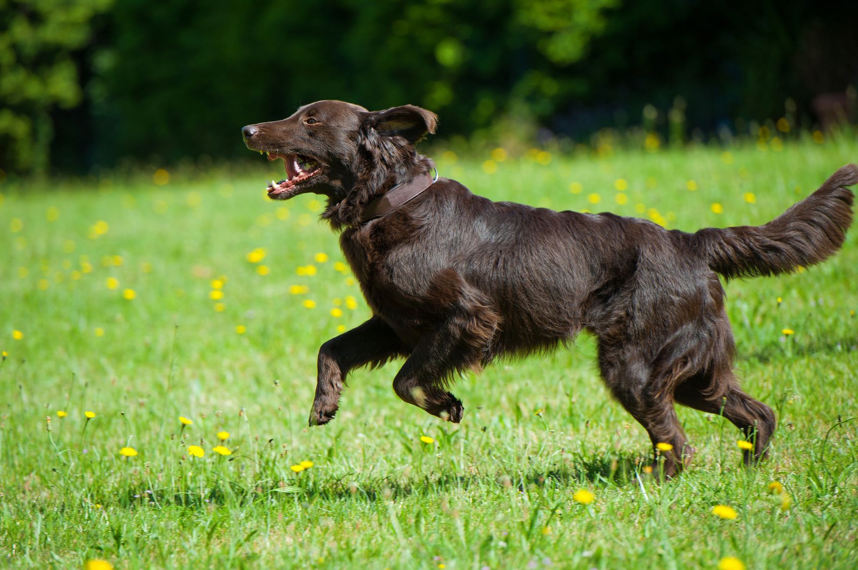 Rennender Flat Coated Retriever