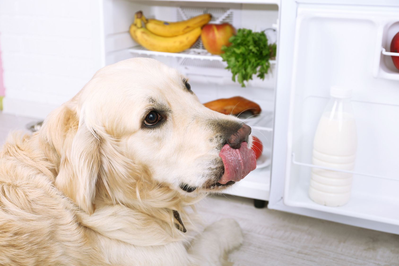 Cute Labrador near fridge in kitchen