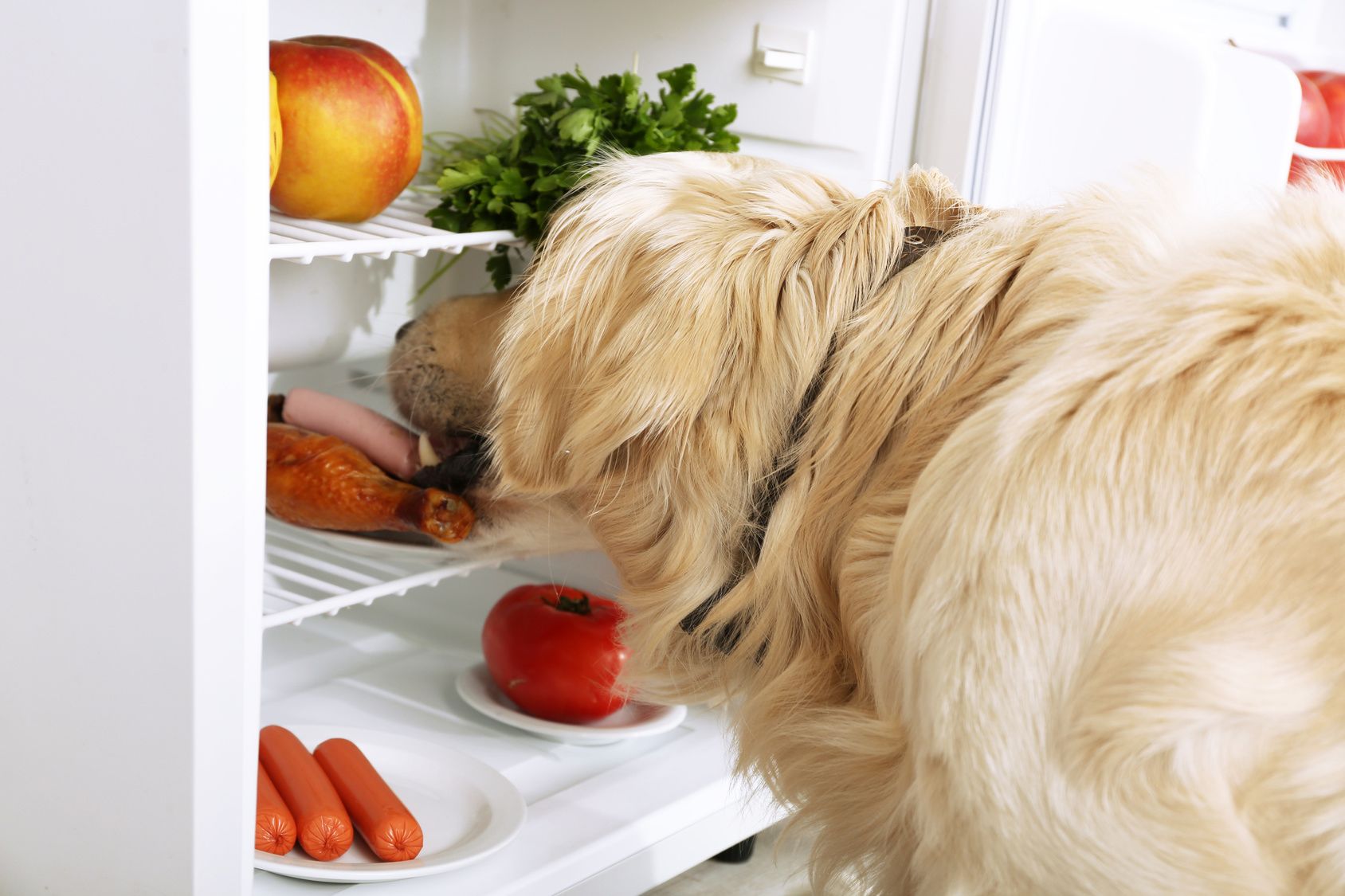 Cute Labrador near fridge in kitchen