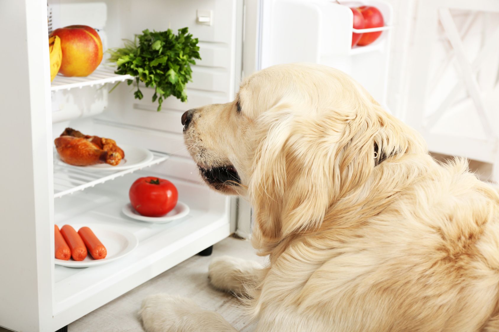 ほしがってもダメ！ぜったいに犬に食べさせてはいけないもの