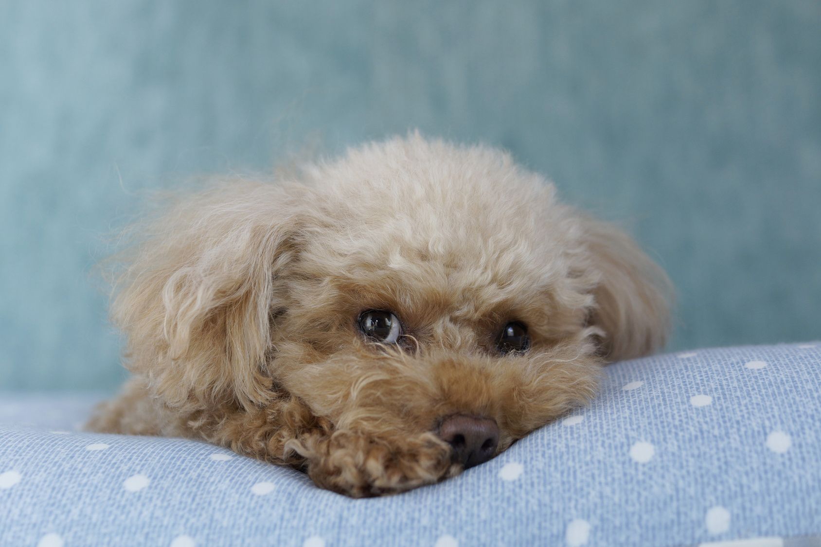 どれくらいかかる？1年間に必要なワンちゃんを飼う費用とは