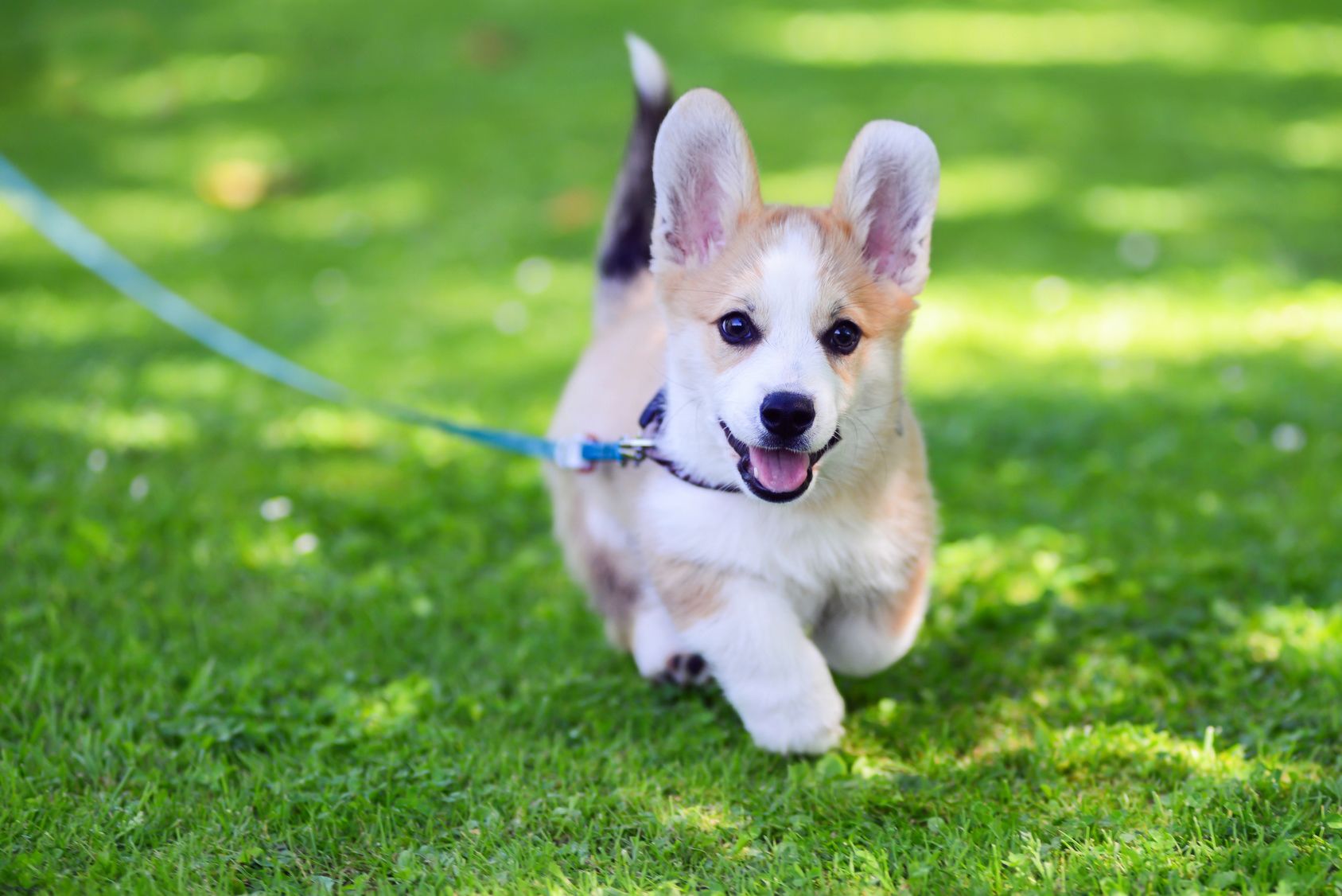 大自然で愛犬とリフレッシュ！【北海道・東北】ドッグランのあるサービスエリア３選