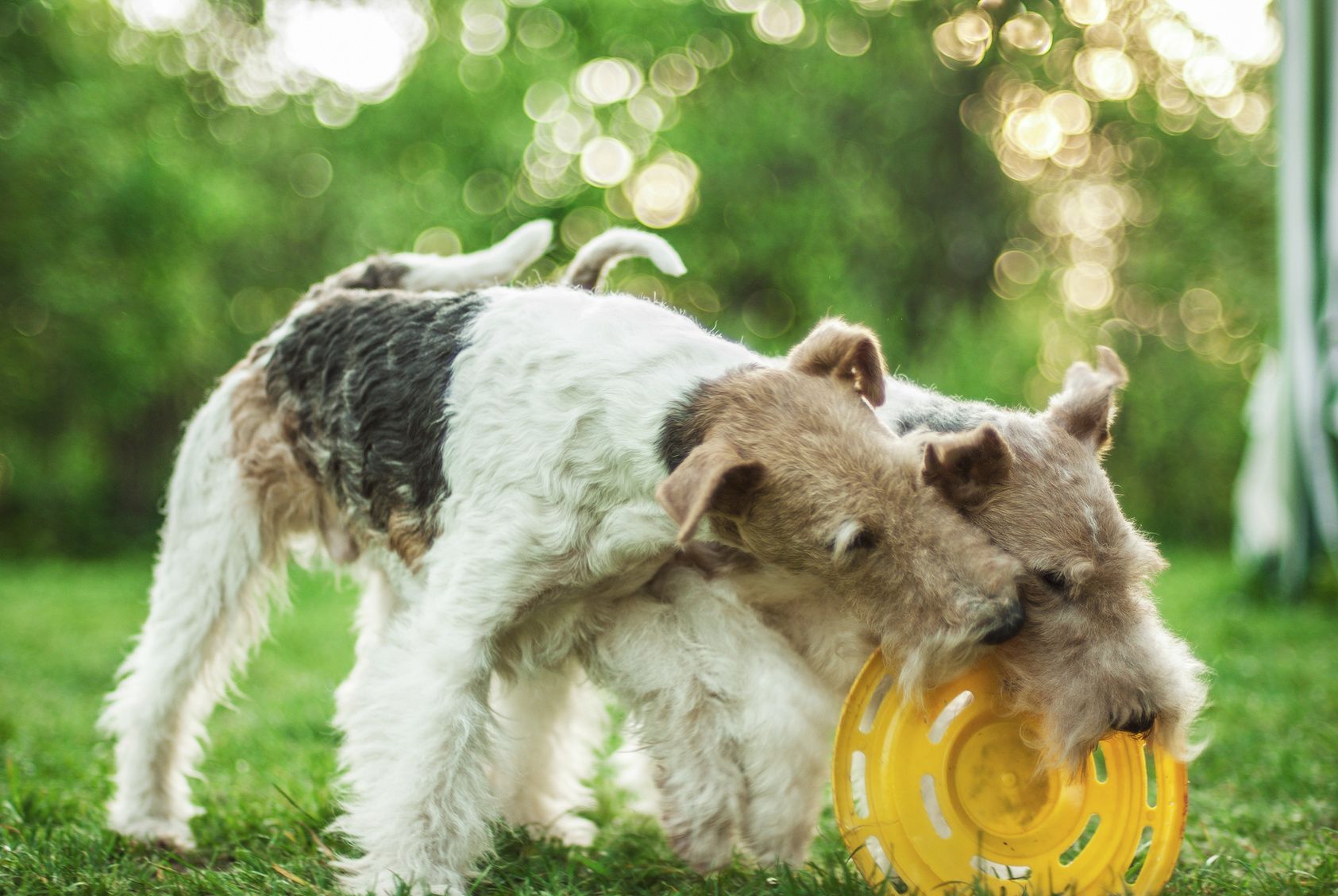 Two dog breeds Fox-Terrier play with plate on green lawn.