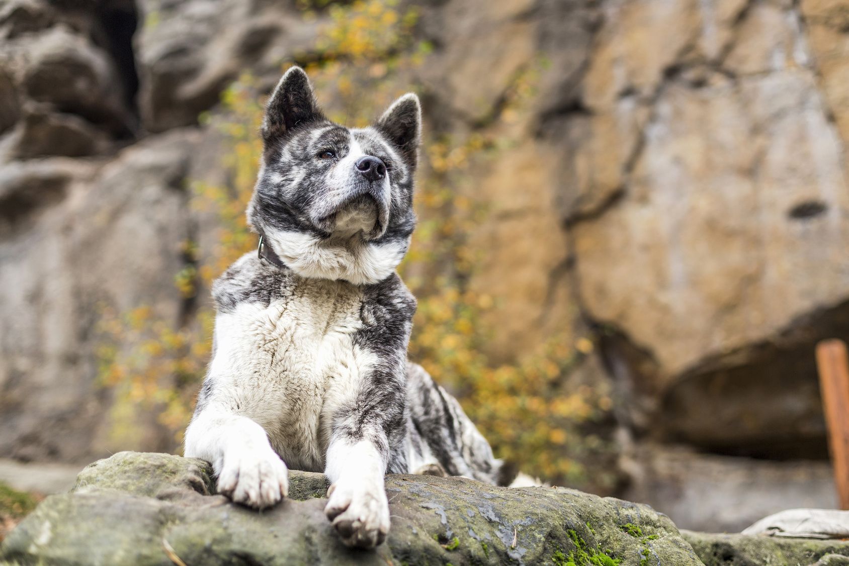 Akita inu dog portrait