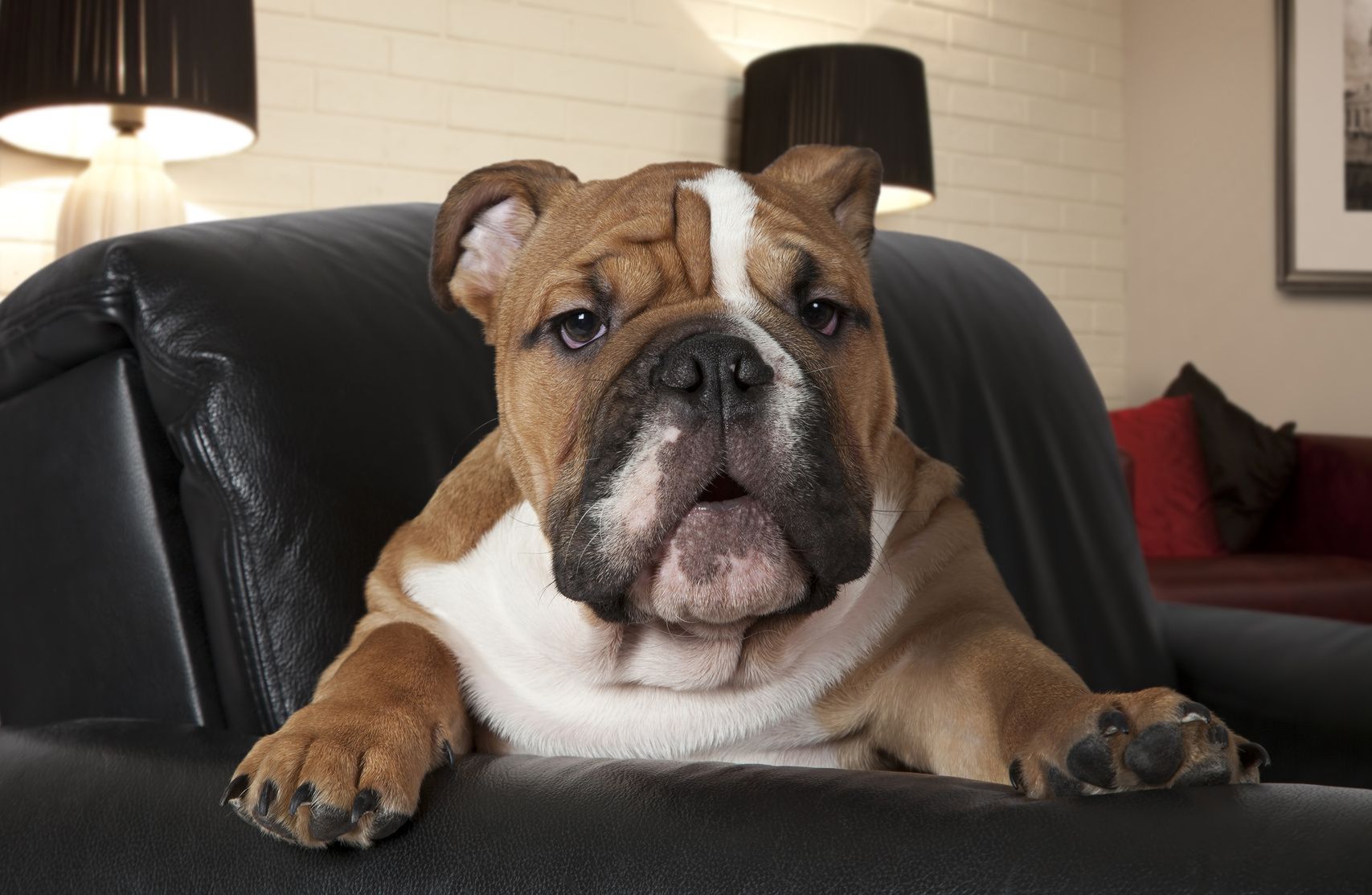 English Bulldog sitting in a black leather chair in the living room and looking at the camera