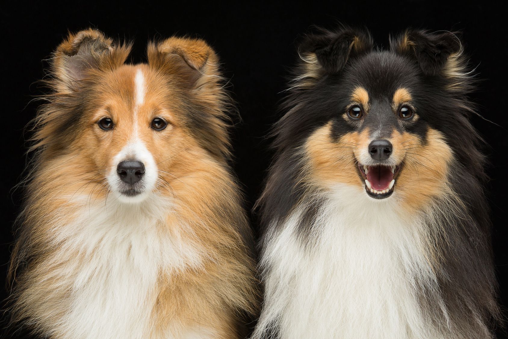 Two beautiful sheltie dogs over black background