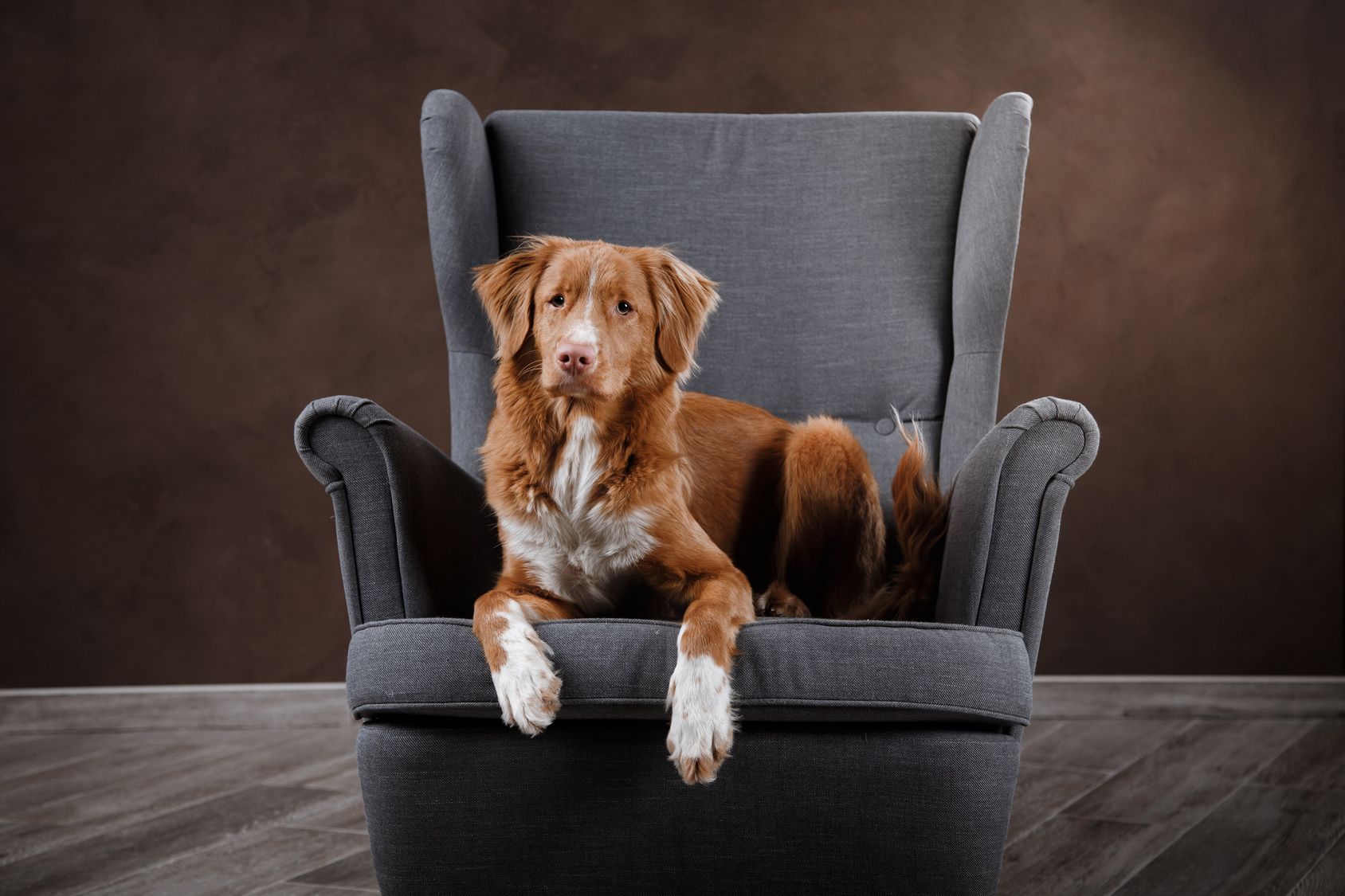 Dog Nova Scotia Duck Tolling Retriever, portrait dog on a studio color background, dog lying on a chair in the studio