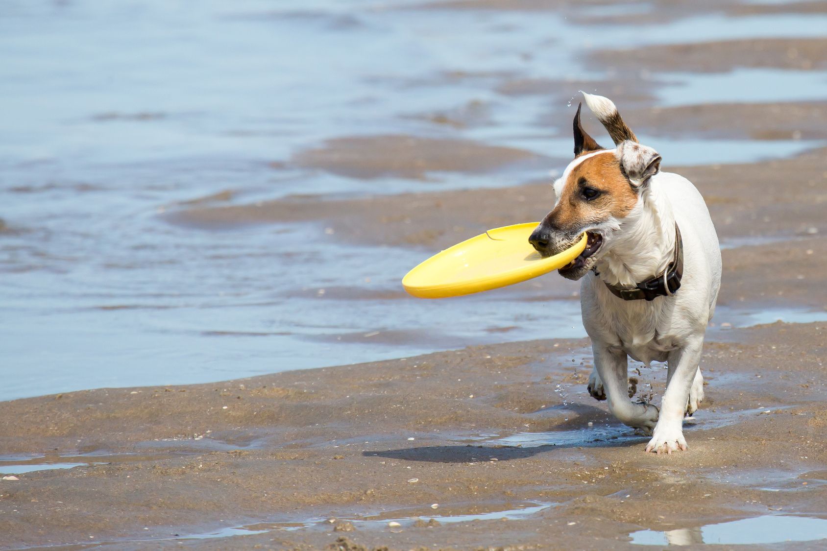 Hund mit Frisbee-Scheibe