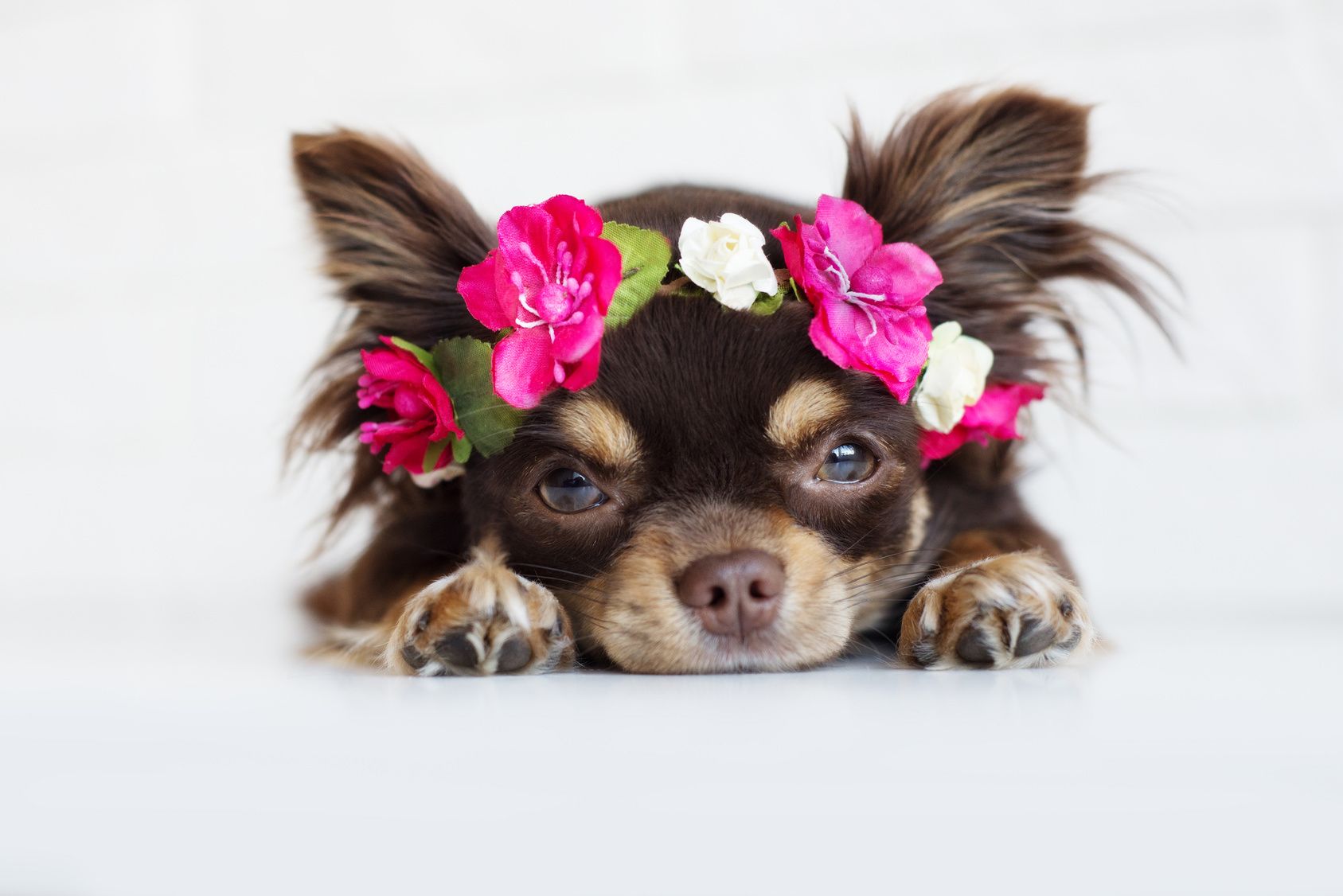 funny chihuahua dog in a flower crown