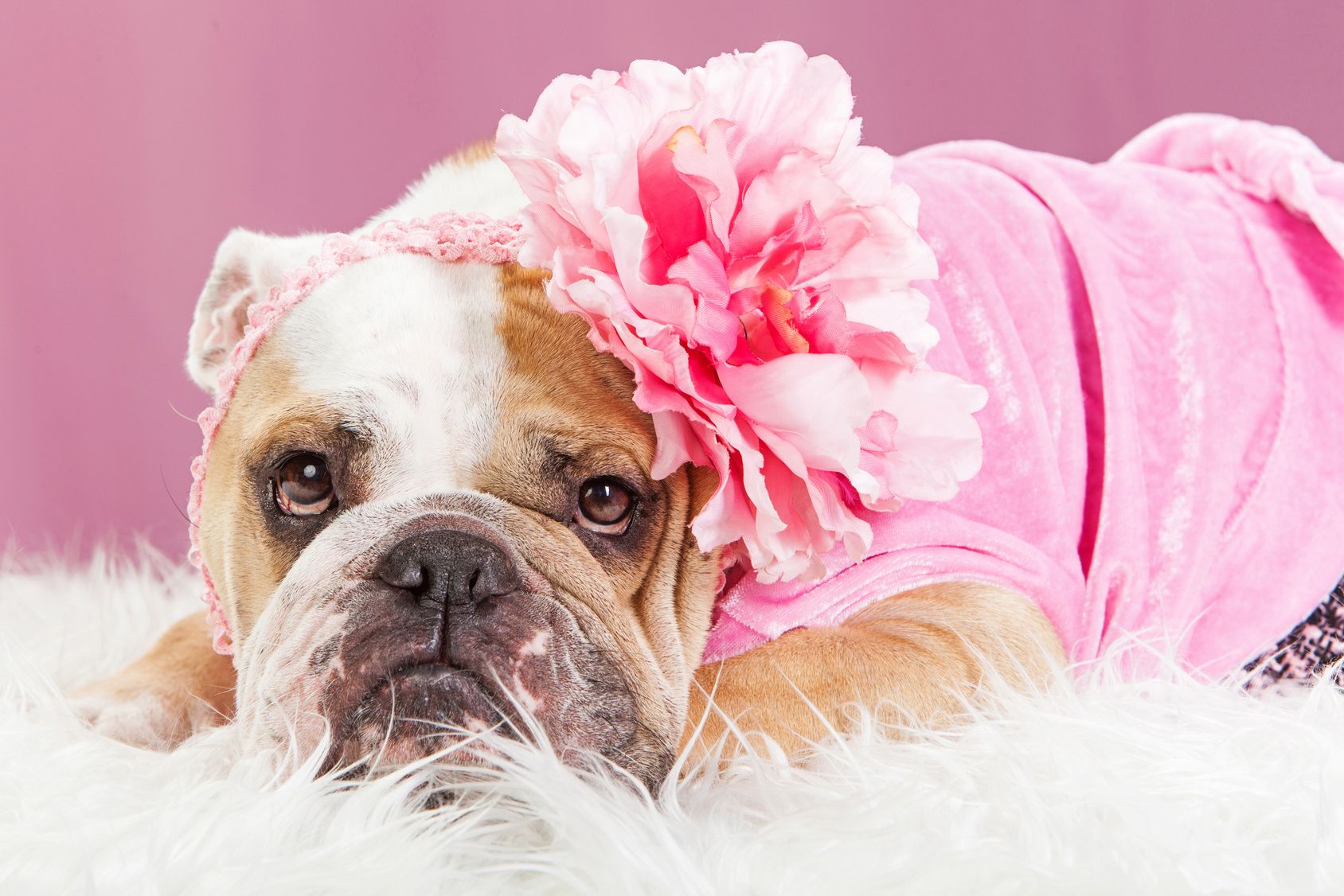 Adorable female English Bulldog breed dog wearing a pink outfit and big flower headband laying on a white fur blanket