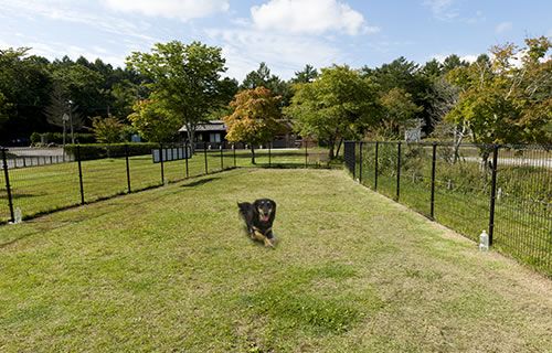 山梨県で自然を堪能！ワンちゃんとお散歩やピクニックが楽しめるスポット5選