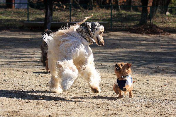 愛犬同伴にもぴったり！癒しの看板犬がいる那須の宿5選