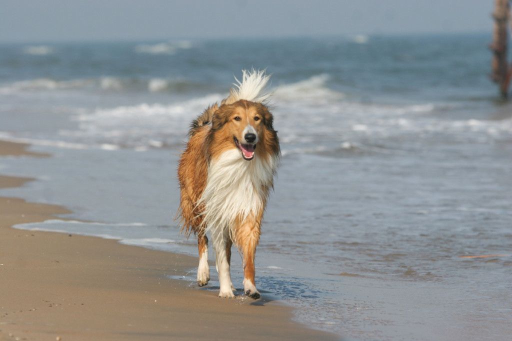 Purebred Rough Collie dog portrait  in outdoors