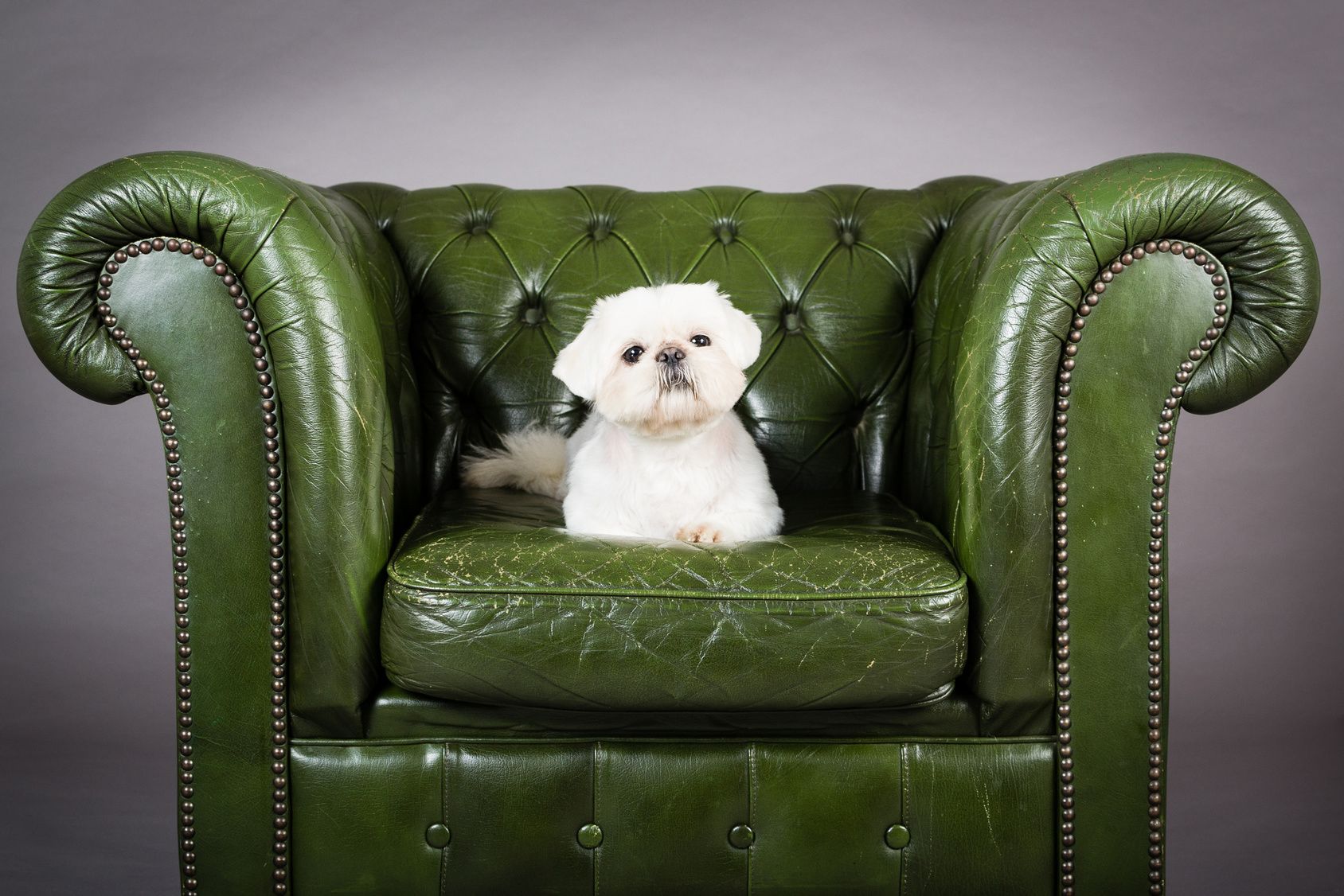 Pup on a Chair