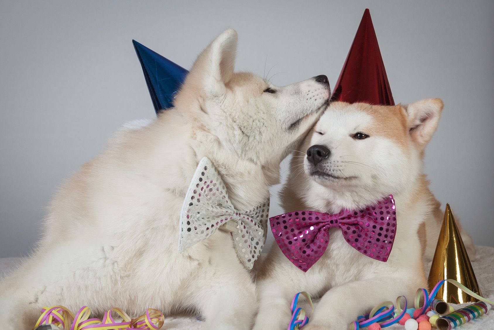 Akita inu party