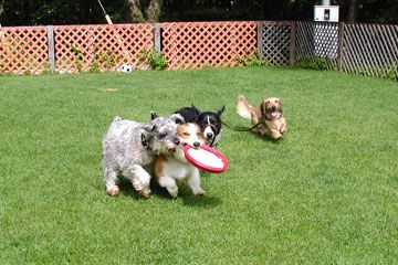 群馬県で探す看板犬のいるお宿を紹介！