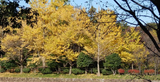 いつもと違う特別なお散歩！ワンちゃんと一緒に楽しめる関東の公園6選